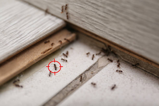 Best Cockroach Control Services  in Glen Burnie, MD