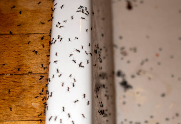 Best Flea Control Services  in Glen Burnie, MD