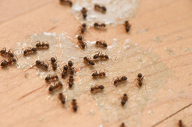 Best Pest Control Near Me  in Glen Burnie, MD