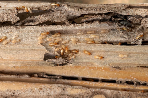 Pest Control for Restaurants in Glen Burnie, MD